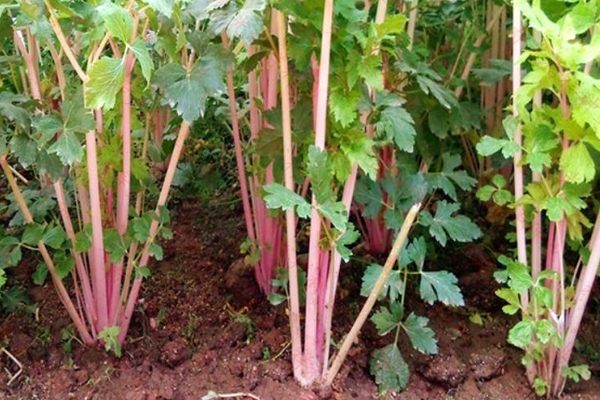 红芹菜高产的种植要点