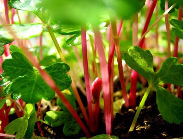 大棚秋季种植红芹菜技术