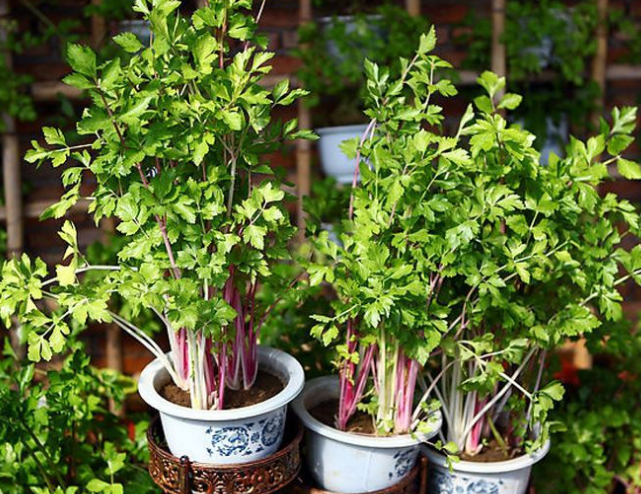 大棚冬季种植红芹菜技术