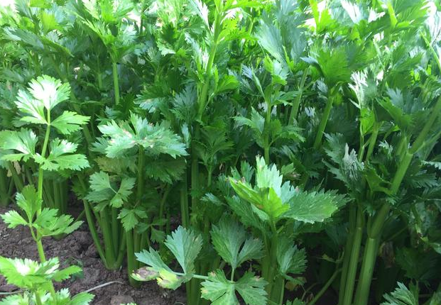 夏芹菜种植要点