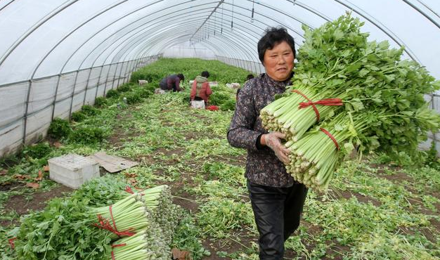 温室种植芹菜防治病害的方法