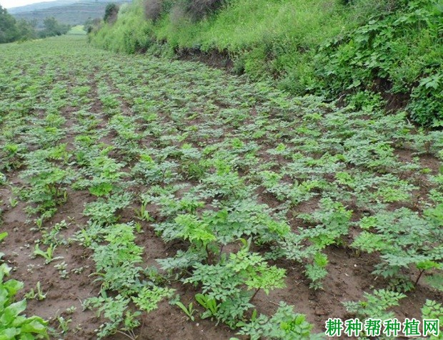 种植当归为什么要拔薹？