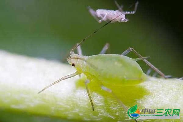 种植菠菜防治蚜虫的方法