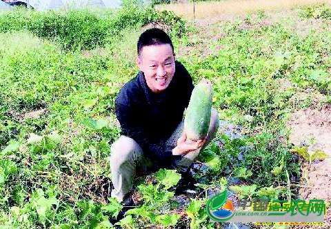 重庆璧山大学生李华回村创业种植水果冬瓜每斤售价10元