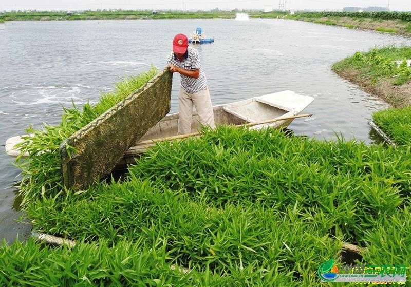 虾塘生物浮床水上种植空心菜投资少见效快