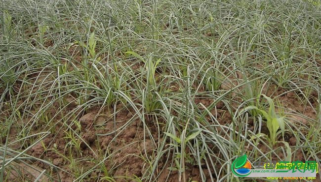 重庆丰都杨培江种植藠头技术简单效益好