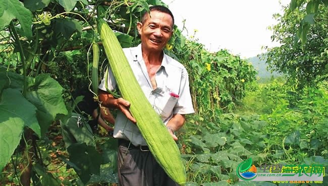 种植工业丝瓜赚钱吗？工业丝瓜种植前景及成本效益分析