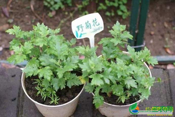 湖北菜农卖野菜每天赚2000元，用的竟是这个方法....