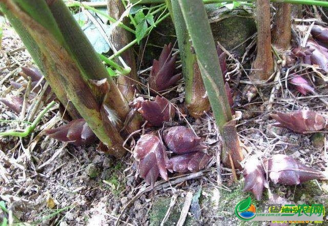 种植阳荷姜和苹果苦瓜效益高，一亩能挣一两万！