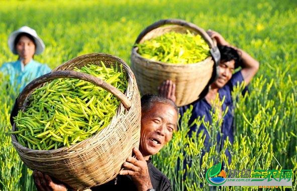 山西大同：种植黄花菜每亩效益1万多成了农民致富菜