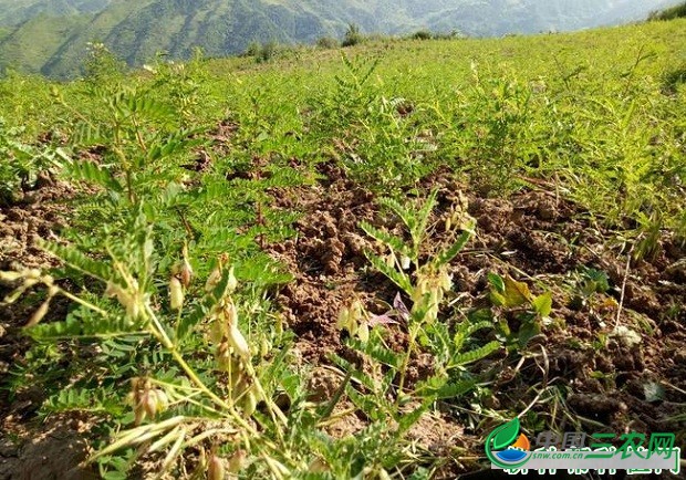 黄芪适宜在哪里种植？