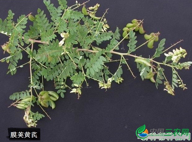 蒙古黄芪与膜荚黄芪有什么不同？