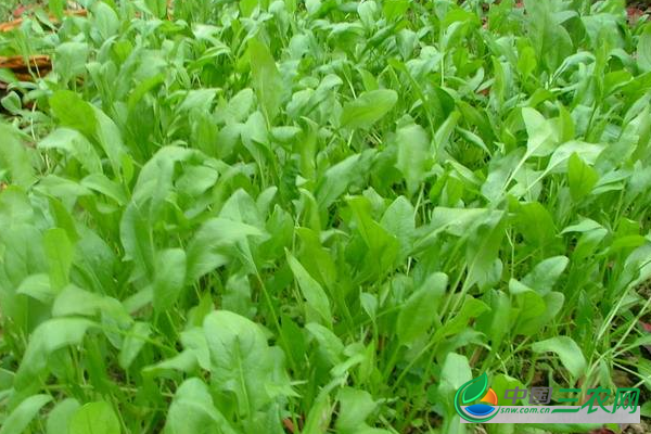 菠菜田使用化学除草的方法