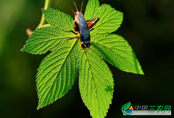 种菠菜防治油葫芦的方法