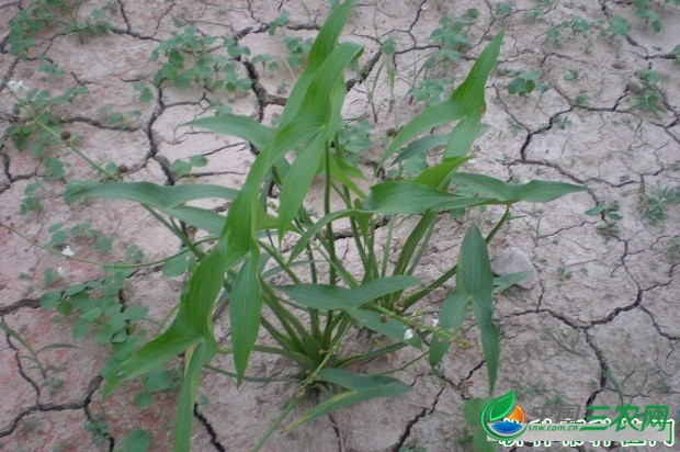 怎么样的环境适宜种植泽泻？