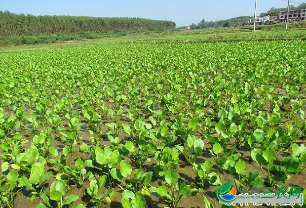 怎么样的环境适宜种植泽泻？