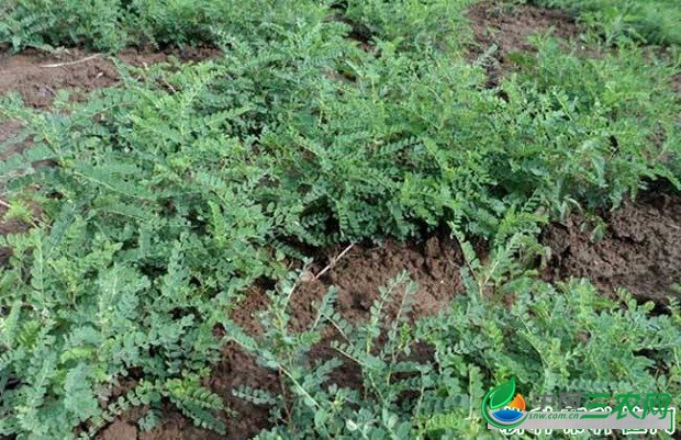 种植黄芪如何除草？