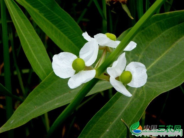 种植泽泻田间如何管理？