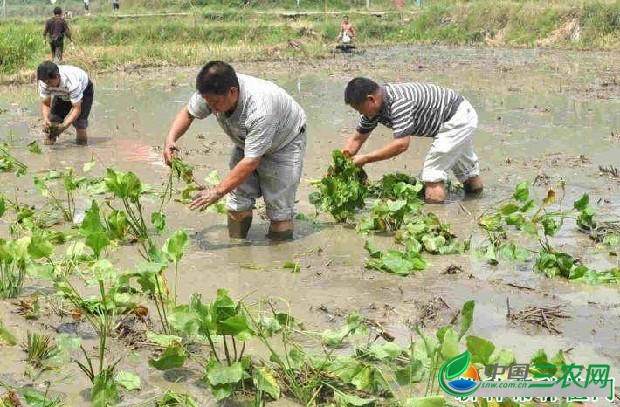 泽泻秧苗如何移栽？