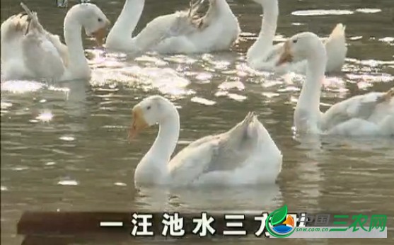 [生财有道养鹅]一汪池水三方财