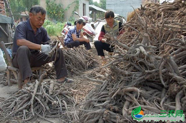 白芍采收后如何加工？