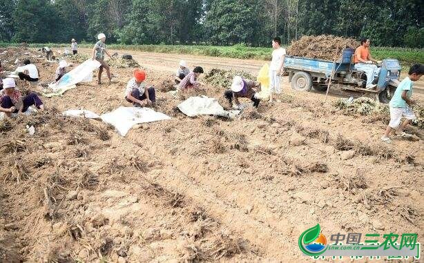 种植白芍什么时候可以采收？