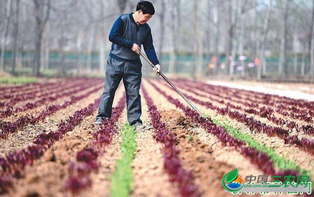 种植白芍如何管理？