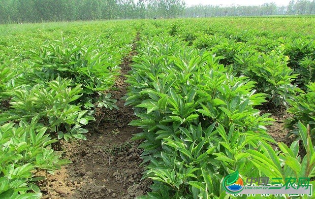 怎么样的环境适宜种植白芍？