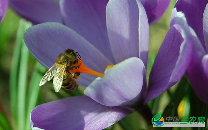 蜜蜂的生物学特性