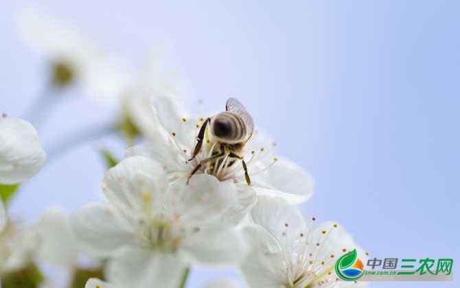 蜜蜂采蜜