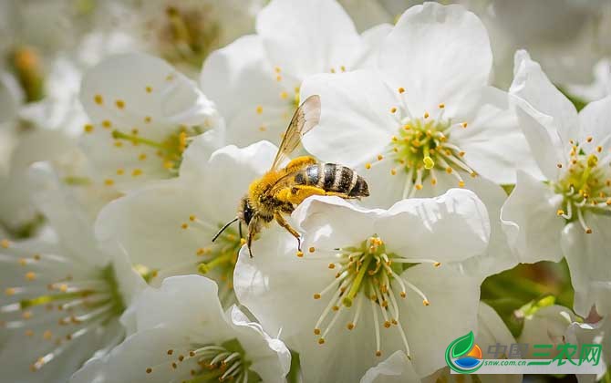 蜜蜂