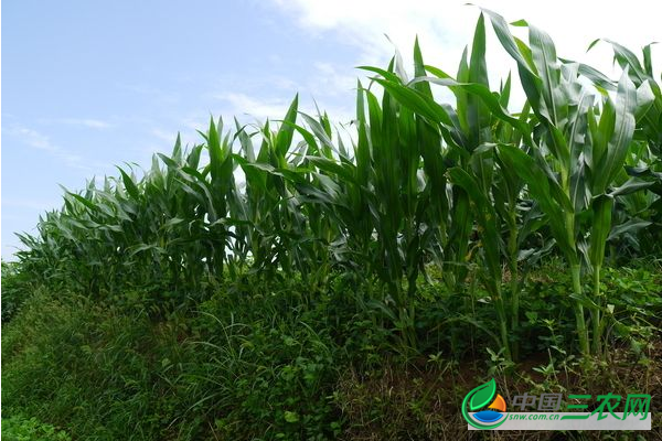 夏玉米田化学施药除草