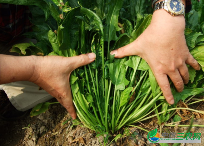 菠菜返青后的管理要点