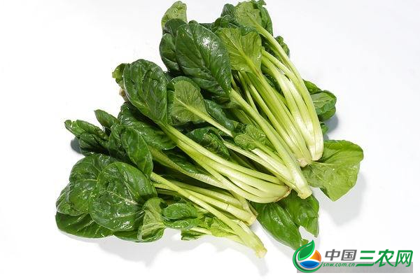 越冬菠菜浇“冻水”和撒施圈肥的作用是什么？