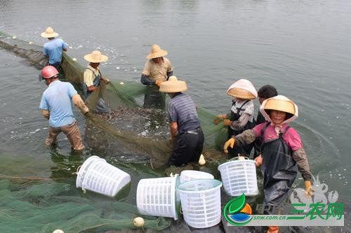 简单了解一下淡水小龙虾和鱼的混养模式