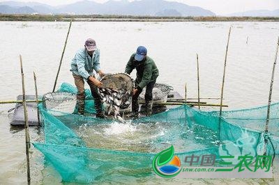 简单了解一下淡水小龙虾和鱼的混养模式