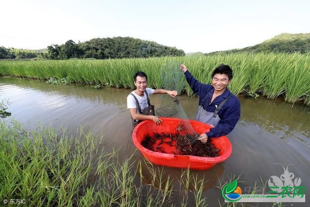 小龙虾养殖科普（五）：小龙虾稻田养殖技术流程