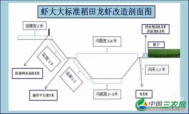 浅水养虾！对吗？实际证明，产量低甚至严重亏损！