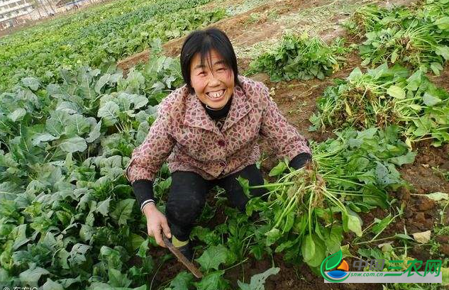 大叶菠菜早秋的种植要点