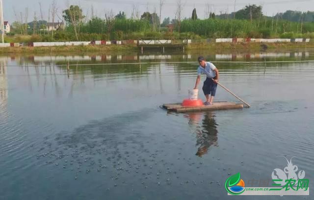 投苗容易，育苗难！看似简单的养虾业，到底难在哪