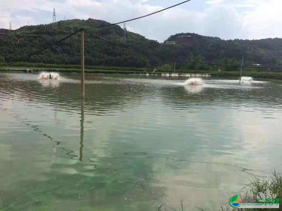 小细节“酿”大灾祸！过完初八，虾农得注意了