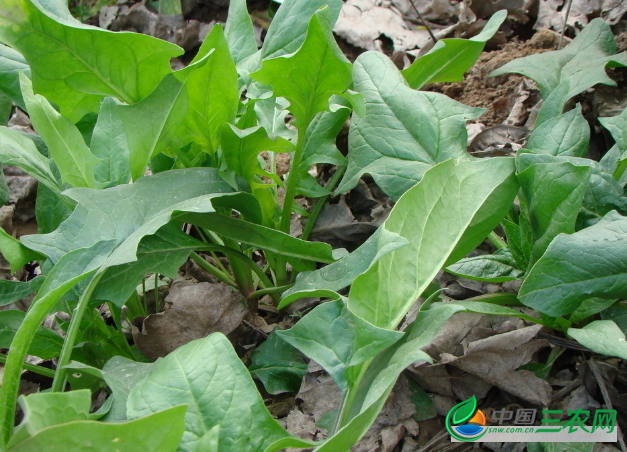  无公害菠菜的夏季种植技术