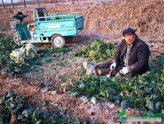  无公害菠菜冬季的种植要点