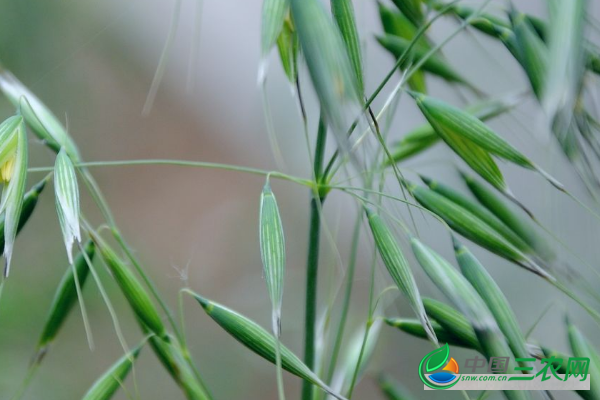 燕麦种植苗期管理