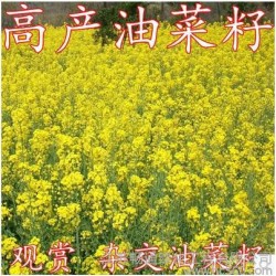 高产油菜籽种子 杂交种子油菜花 油白菜 苦菜蔬菜种子榨油用