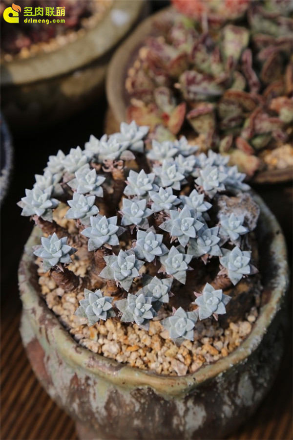 四月份多肉植物种植管理 (5)