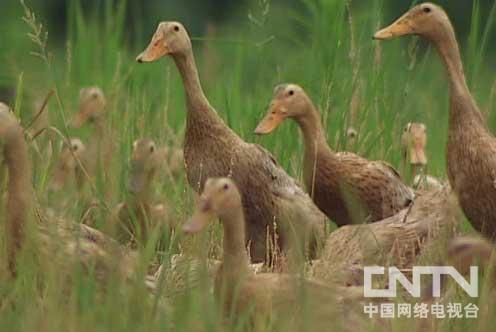 [农广天地养鸭]缙云麻鸭的养殖技术