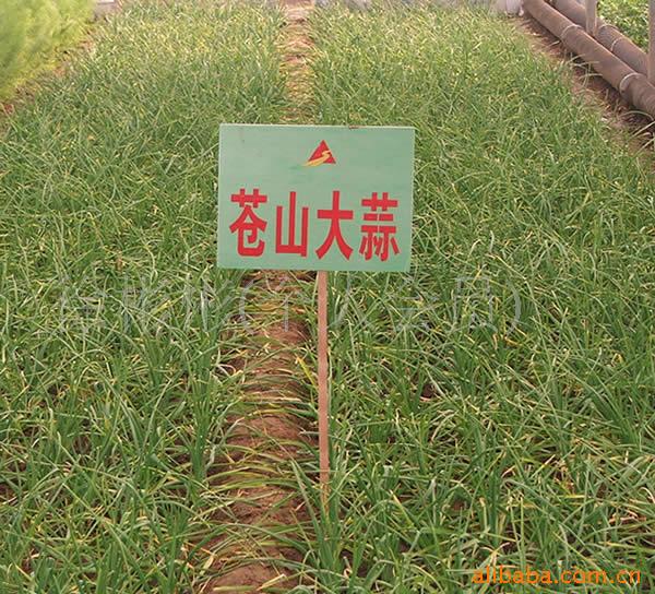 供应苍山乐蔬果新鲜蔬菜杭白菜新鲜（特价）无公害品种齐全