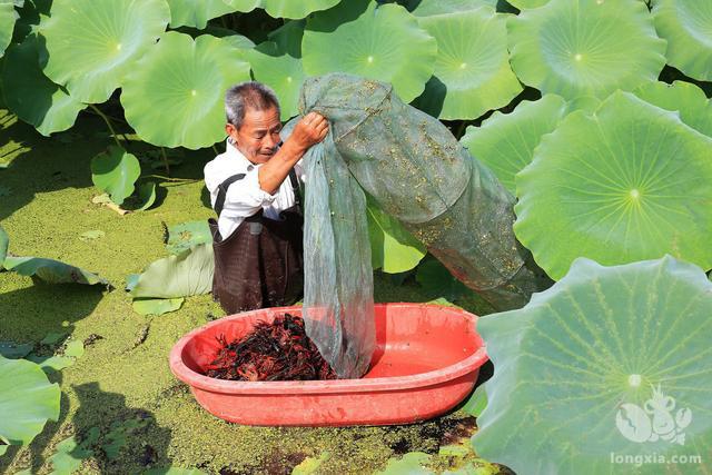 亩能产百斤，一捞一只虾！农民：我虾呢？