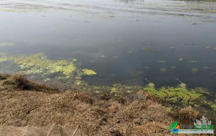 这是应对办法！五月能留多少虾，不全是天意